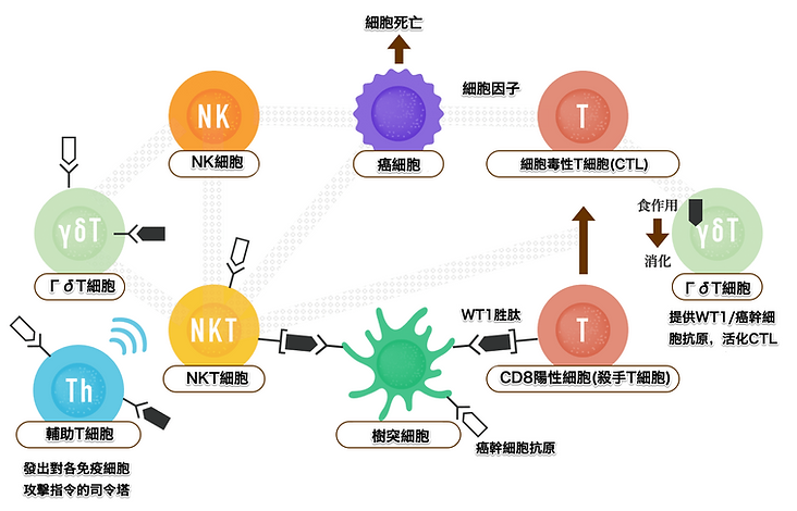六種複合免疫細胞協同機制圖解 — γδT, NK, NKT, CTL, DC, Th 細胞網絡